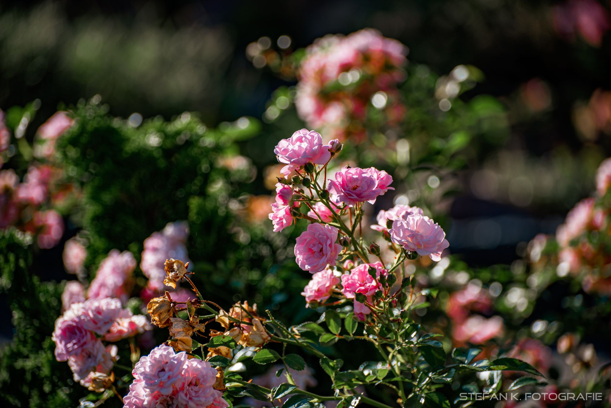Abendspaziergang bei Wehr